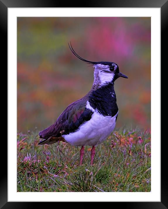 Lapwing Framed Mounted Print by Alex Hardie