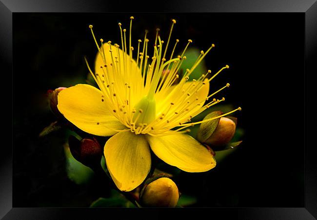 Yellow Flower Framed Print by Rebecca  Young