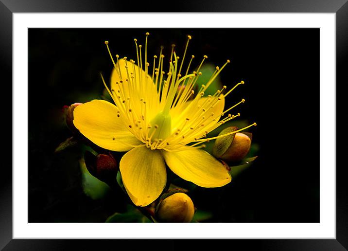 Yellow Flower Framed Mounted Print by Rebecca  Young