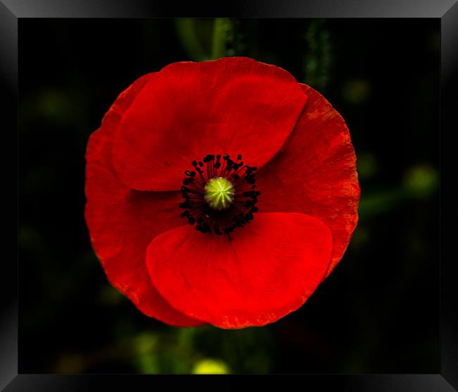 Poppy Framed Print by Rebecca  Young