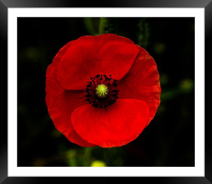 Poppy Framed Mounted Print by Rebecca  Young