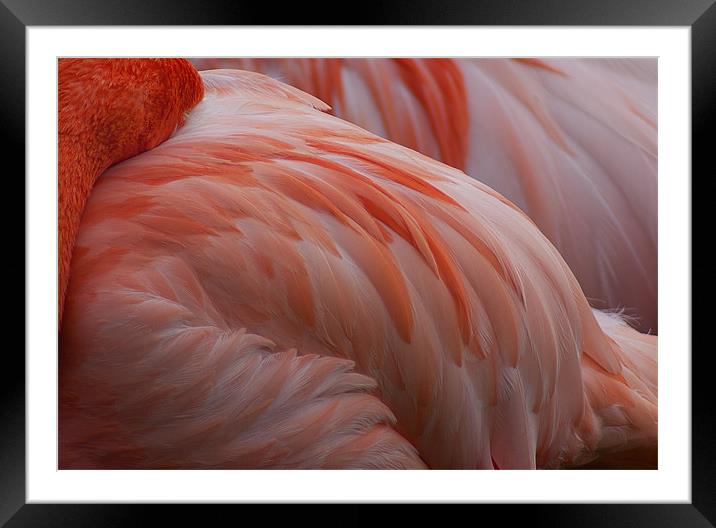 Pink Framed Mounted Print by Craig Mansell