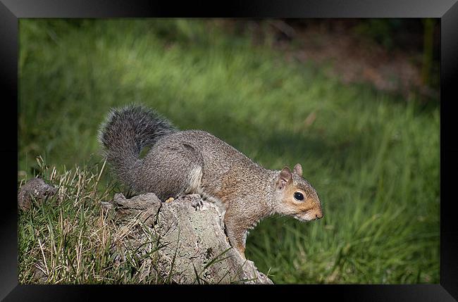 Squirrel Framed Print by Craig Mansell
