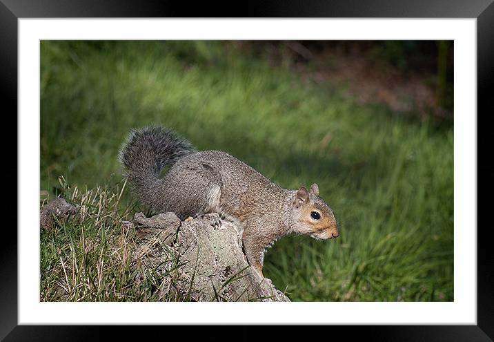 Squirrel Framed Mounted Print by Craig Mansell