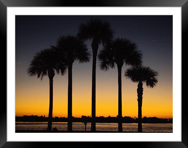 Palm trees at sunrise Framed Mounted Print by Marcela Mikowski