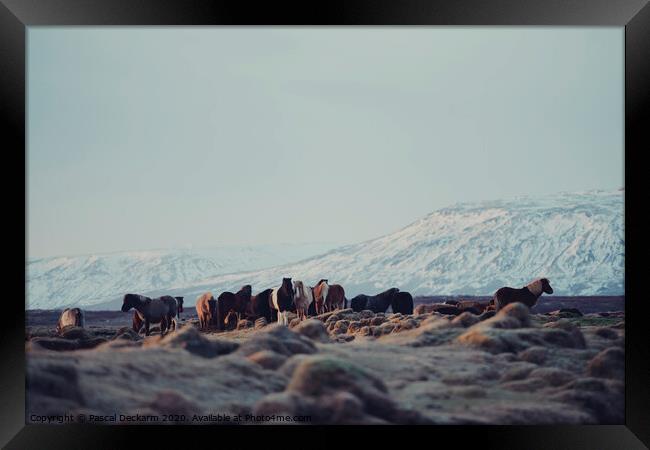 Icelandic Horses II Framed Print by Pascal Deckarm