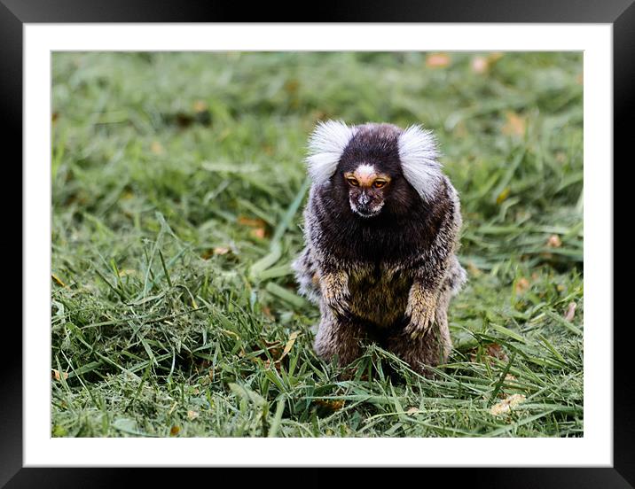 Foraging Marmoset Framed Mounted Print by Andrew Lee
