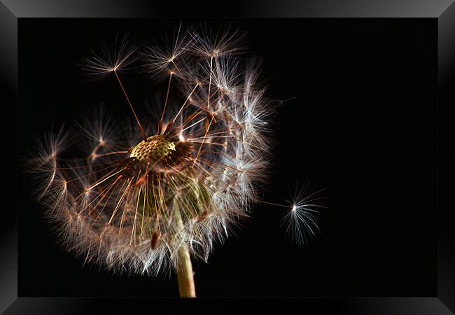 Dandelion Framed Print by Alan Todd