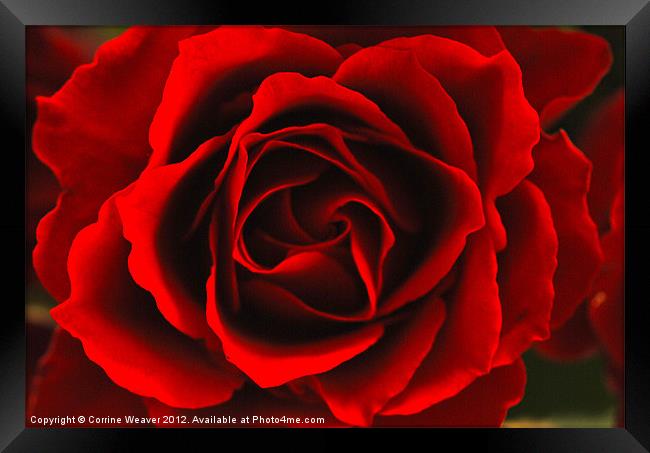 Red Rose Close up Framed Print by Corrine Weaver