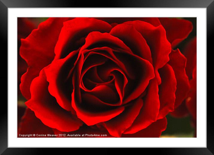 Red Rose Close up Framed Mounted Print by Corrine Weaver