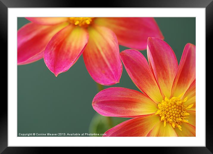 Stunning Colours Framed Mounted Print by Corrine Weaver