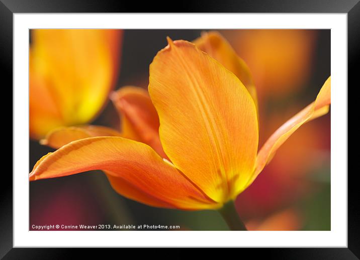 Tulip Ballerina, enjoying the sunshine Framed Mounted Print by Corrine Weaver