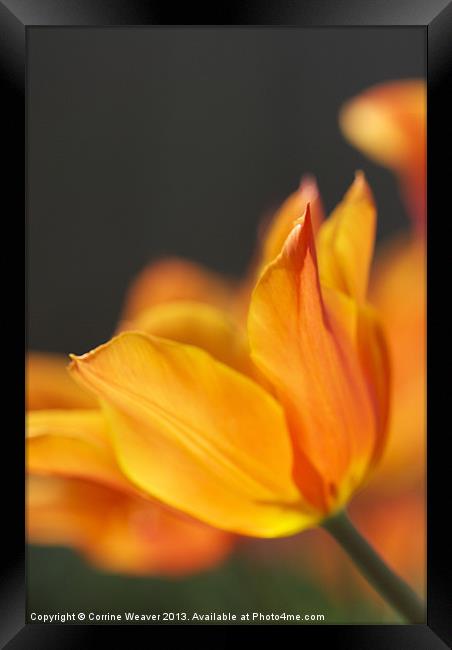 Golden Tulip enjoying the sunshine Framed Print by Corrine Weaver