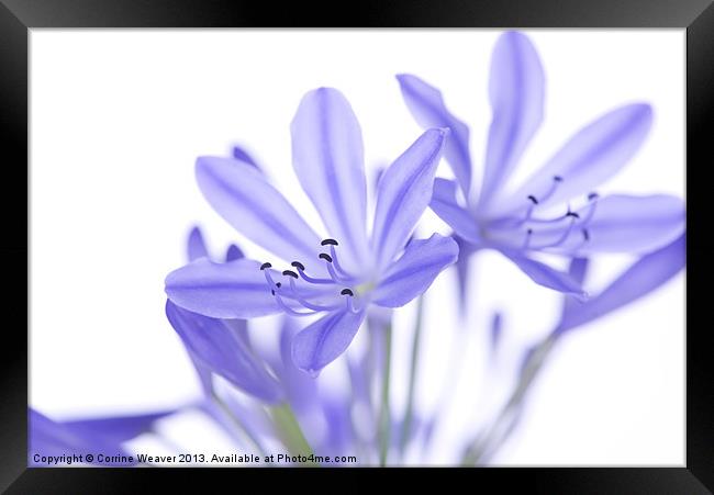 Blue Wonder Framed Print by Corrine Weaver