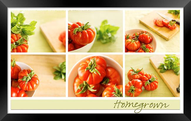  Simply Tomatoes Storyboard Framed Print by Corrine Weaver