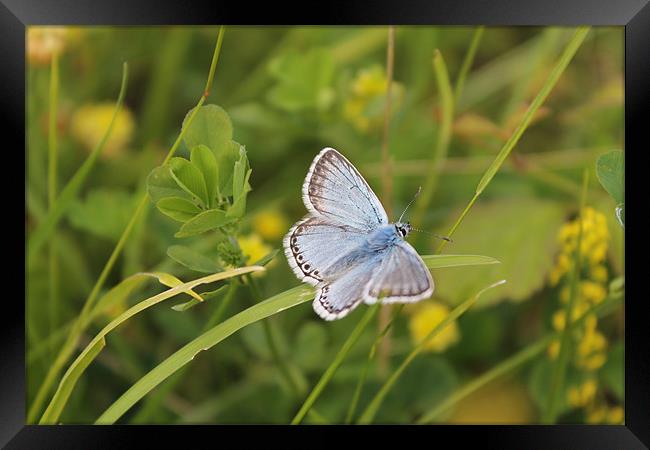 Chalkhill Butterfly Framed Print by Nicola Brighton