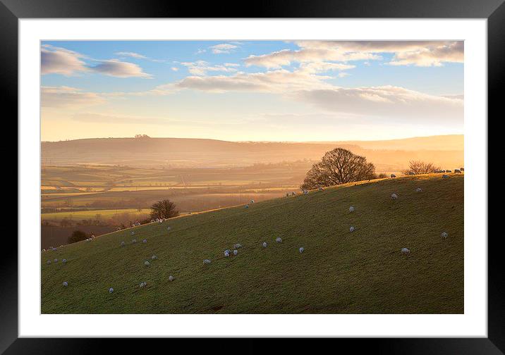 Sheep on Cotswold hills Framed Mounted Print by Andrew Roland