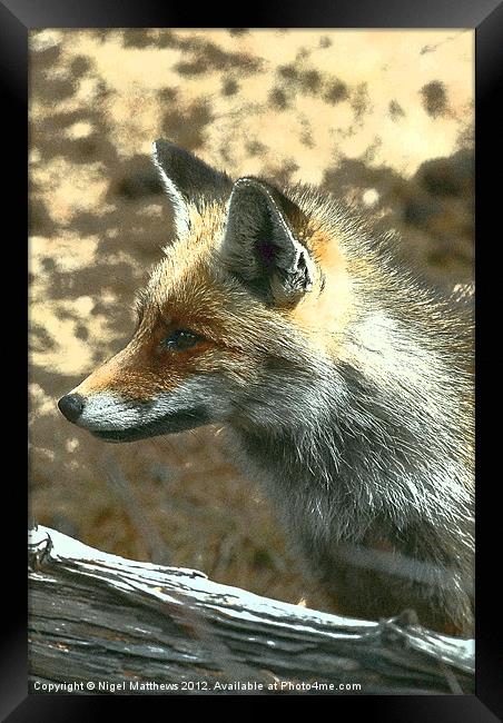 Grainy Fox Framed Print by Nigel Matthews