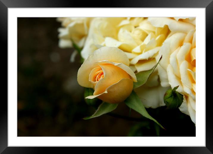 A rose by any other name would smell as sweet Framed Mounted Print by Claire Ungley