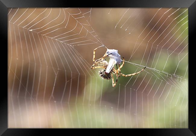 Wrapping up breakfast Framed Print by Jacques ONeill