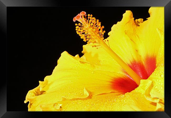Hibiscus Framed Print by Carl Floodgate