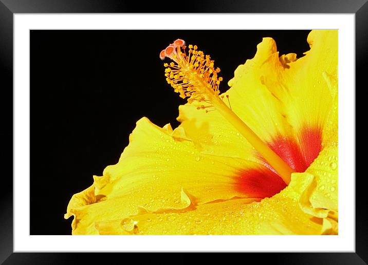 Hibiscus Framed Mounted Print by Carl Floodgate