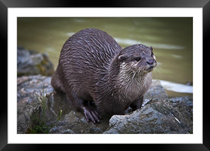 Otter on the Rocks Framed Mounted Print by James Neale