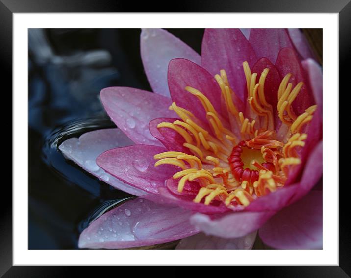 Water Lilly Framed Mounted Print by Zak Burnley
