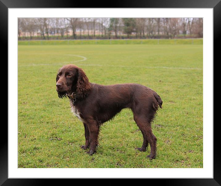 Working cocker spaniel Framed Mounted Print by James Marsden