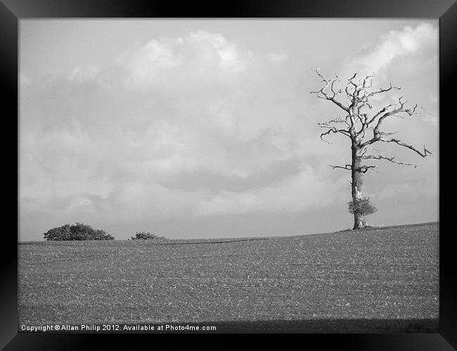 Dead Tree Bolney A272 Framed Print by Allan Philip