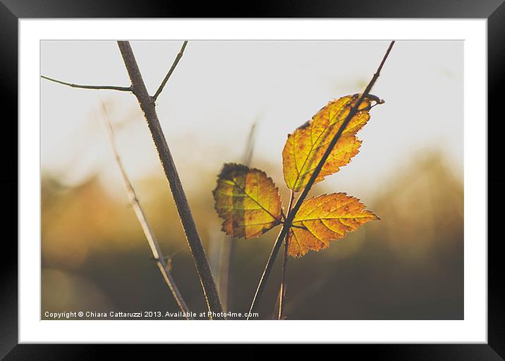 Soft winter Framed Mounted Print by Chiara Cattaruzzi