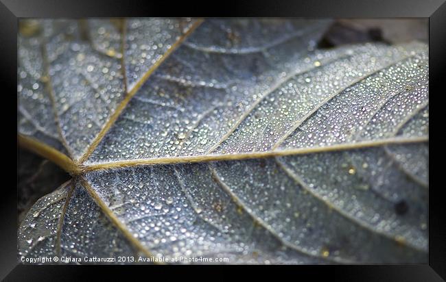 Little drops Framed Print by Chiara Cattaruzzi