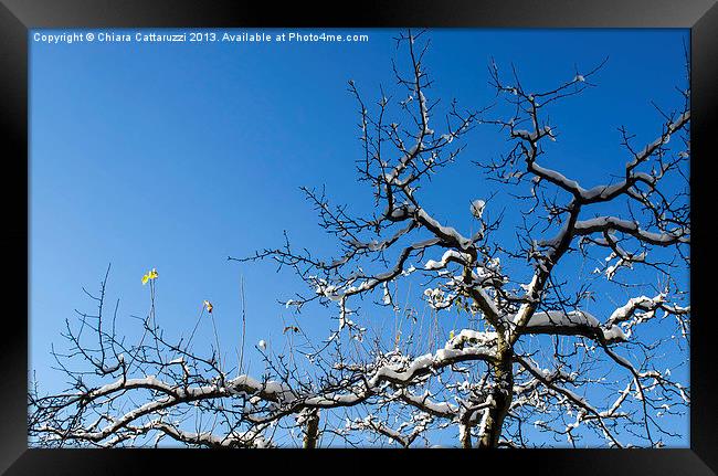 Tree with snow Framed Print by Chiara Cattaruzzi