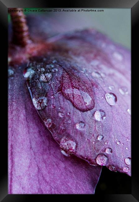 Drops on petals Framed Print by Chiara Cattaruzzi