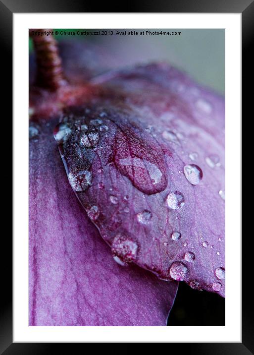 Drops on petals Framed Mounted Print by Chiara Cattaruzzi
