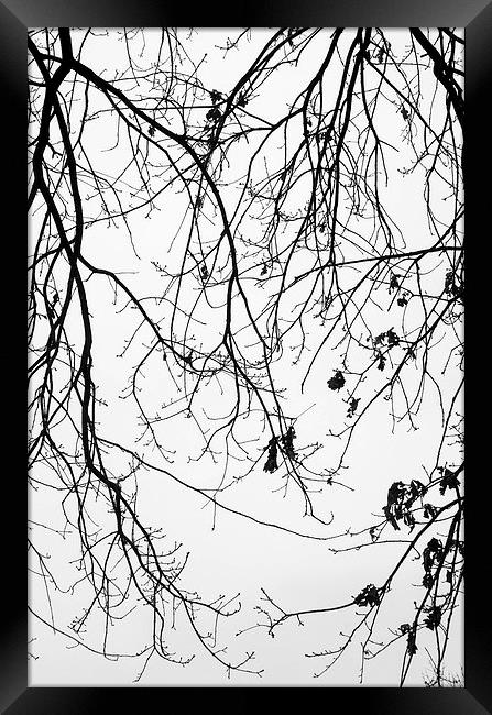 Winter trees Framed Print by Chiara Cattaruzzi