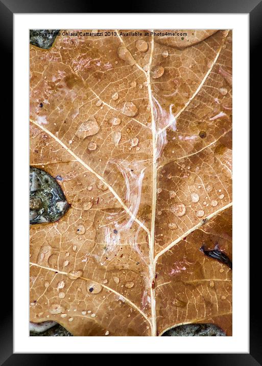 The rain on the leaf Framed Mounted Print by Chiara Cattaruzzi