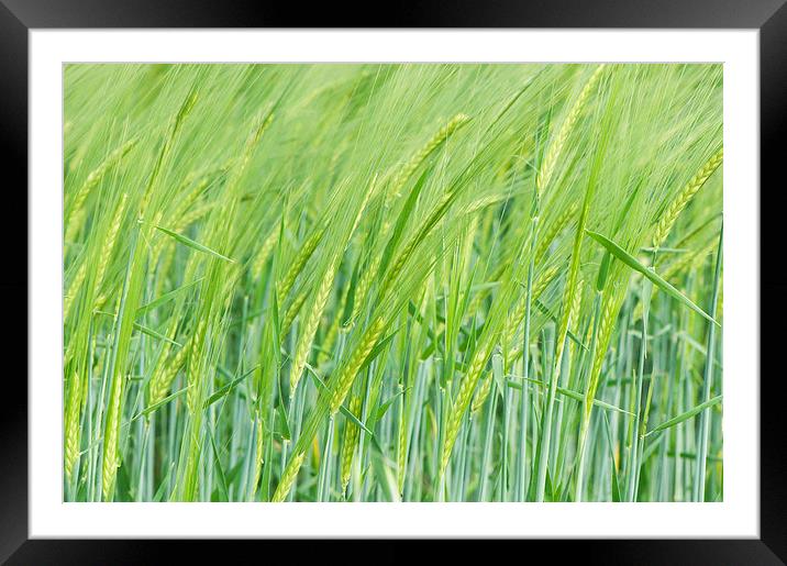 Field of wheat Framed Mounted Print by Chiara Cattaruzzi
