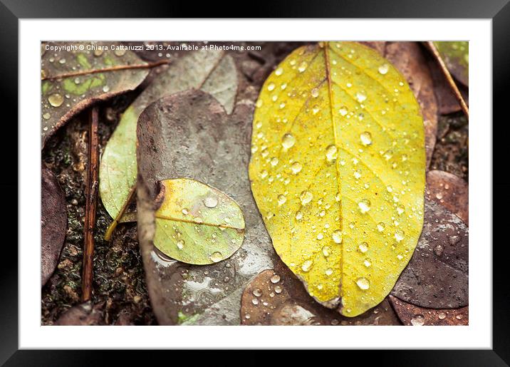 Autumn leaves Framed Mounted Print by Chiara Cattaruzzi