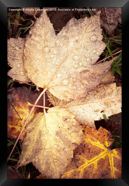 Autumn leaves Framed Print by Chiara Cattaruzzi