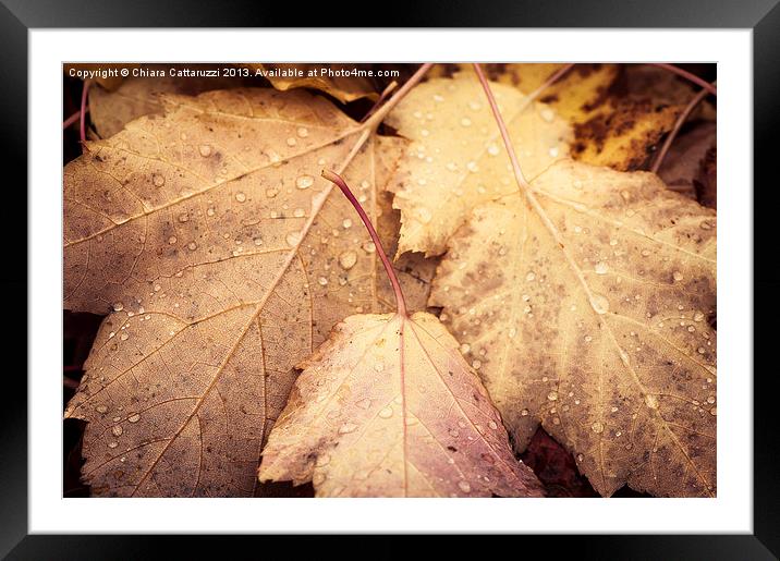 Autumn leaves Framed Mounted Print by Chiara Cattaruzzi