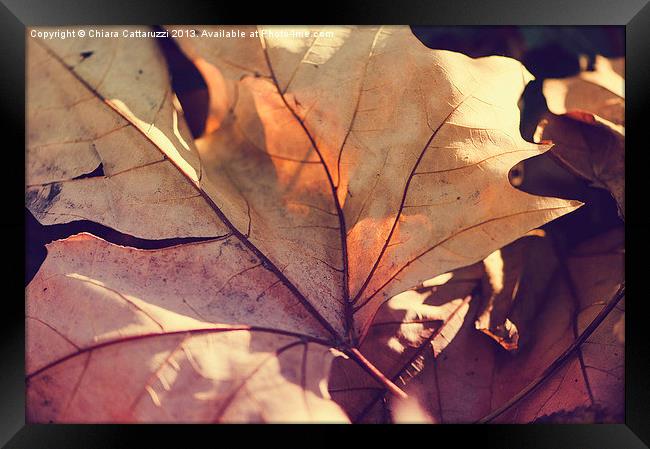 November leaf Framed Print by Chiara Cattaruzzi