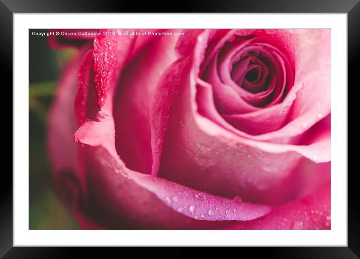 Drops on a rose Framed Mounted Print by Chiara Cattaruzzi