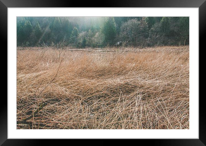 A swamp in the mountains Framed Mounted Print by Chiara Cattaruzzi