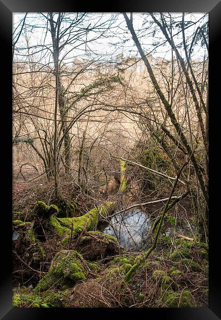 A swamp in the mountains Framed Print by Chiara Cattaruzzi