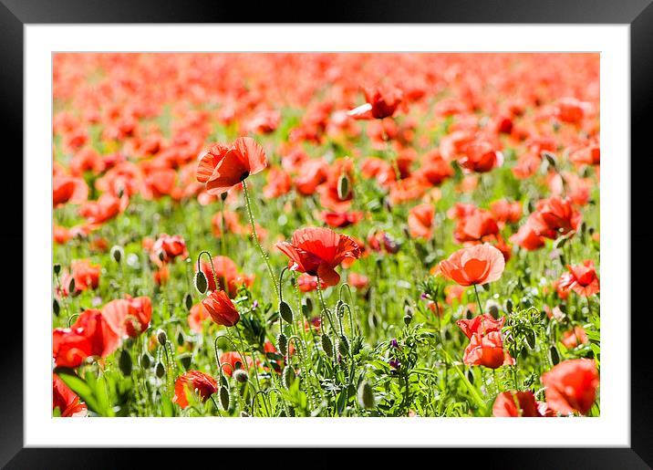 Time of poppies Framed Mounted Print by Chiara Cattaruzzi