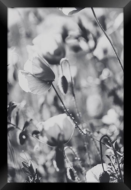 Poppies Framed Print by Chiara Cattaruzzi