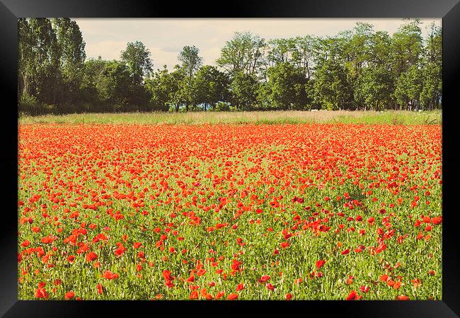 Field of poppies Framed Print by Chiara Cattaruzzi