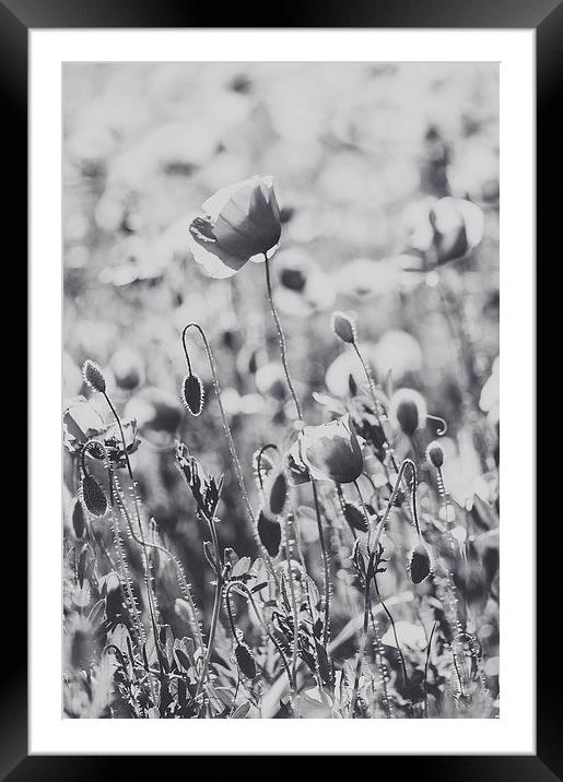 Poppies in B/W Framed Mounted Print by Chiara Cattaruzzi