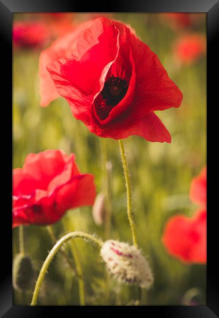 Poppies Framed Print by Chiara Cattaruzzi